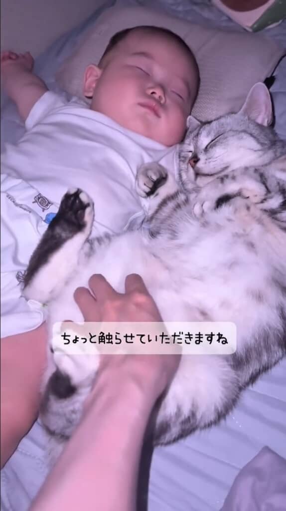 遠慮がちに寝ている猫のお腹をなでている