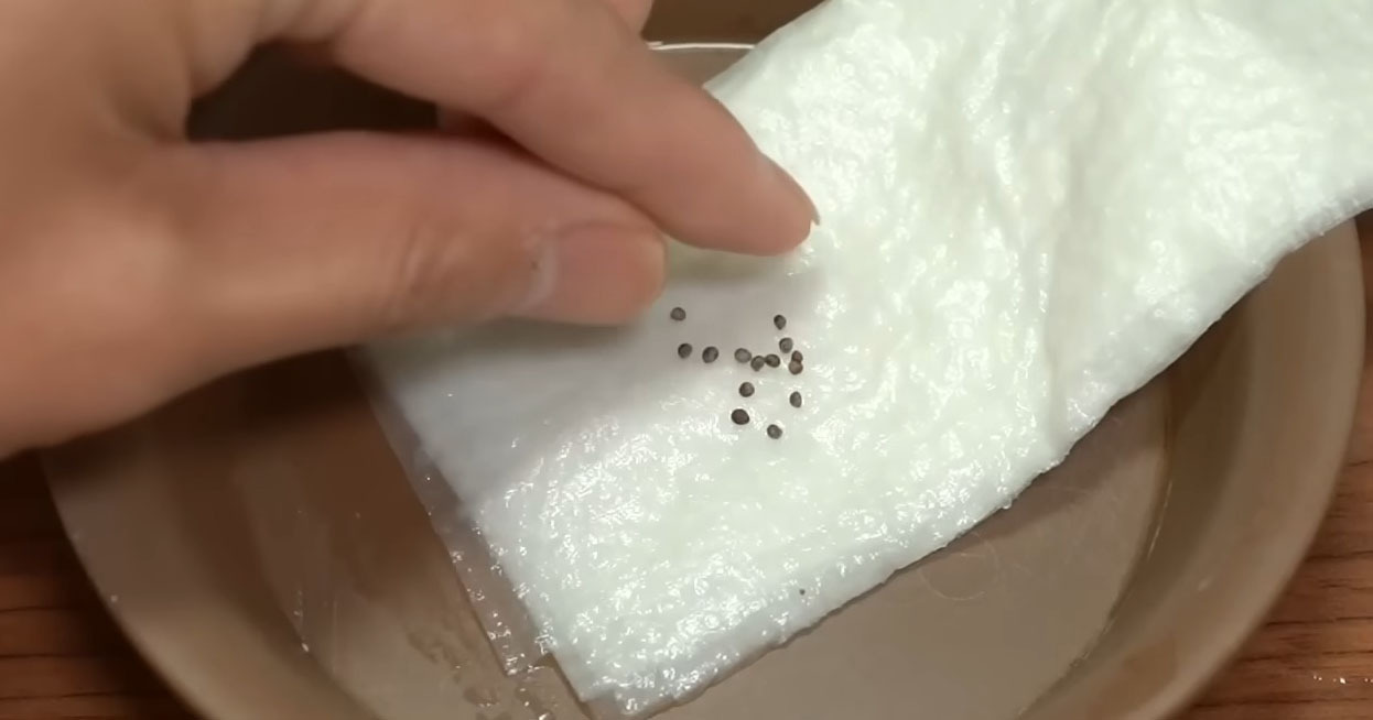 キッチンペーパーに種をまき、ペットボトルで育てたら…… “2週間で100枚”の大収穫に「こんなに立派に育つんですね」(1/3) | ライフハック ねとらぼ