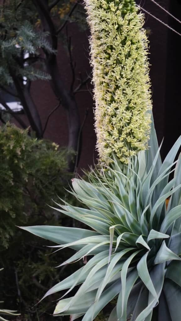 開花するアテナータの花