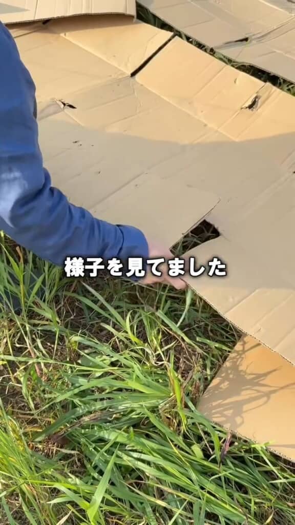 段ボールでの対策をトライ