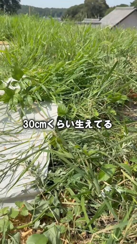 開始から約1カ月、段ボールを敷かなかった場所は雑草が繁殖