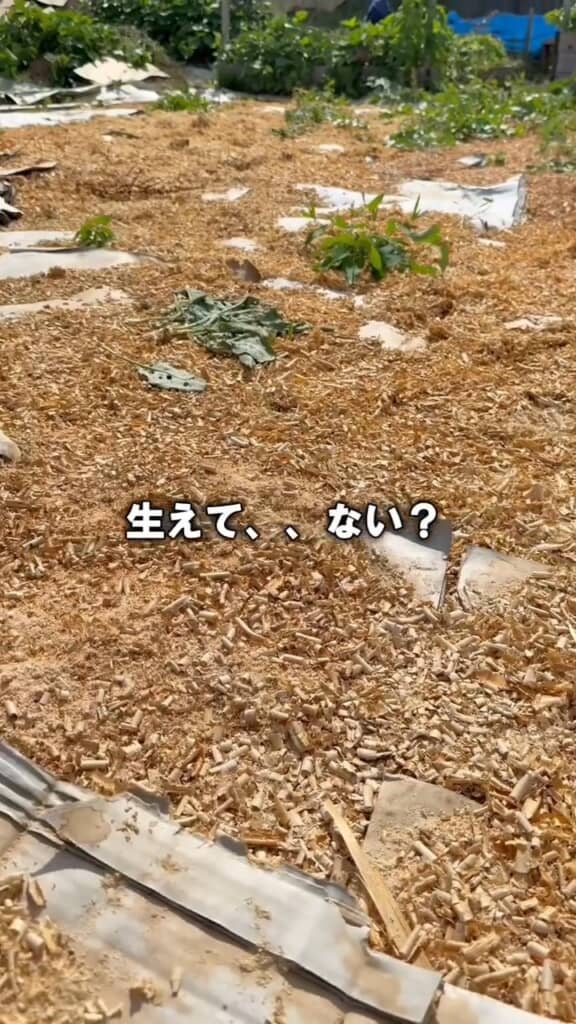対策した部分は繁殖を抑えられた様子