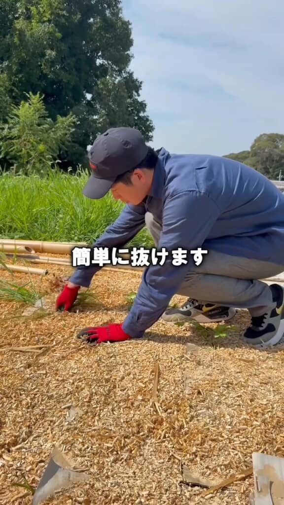 わずかな隙間から生えたものも、簡単に手で抜ける程度