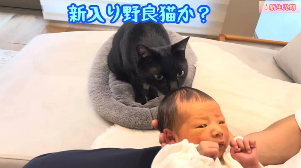 赤ちゃんに興味津々なくまごろうくん