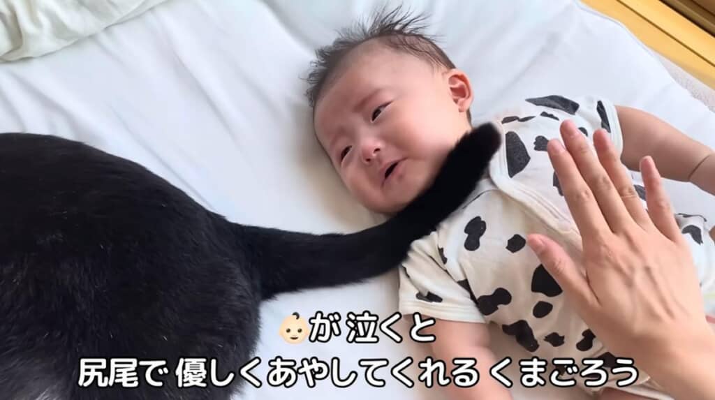 泣いている息子くんをしっぽであやします