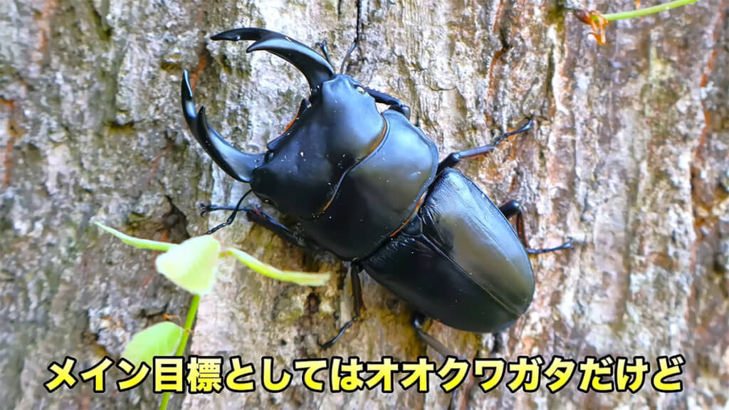 オオクワガタをメインの目標に定め、昆虫採集に挑戦します