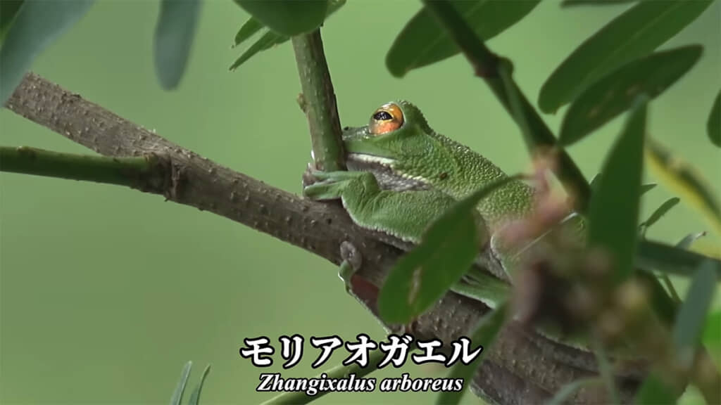 池の周辺にはモリアオガエルの姿が