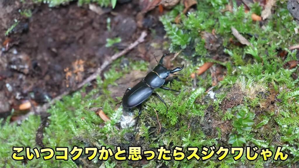 山の中ではスジクワガタに遭遇