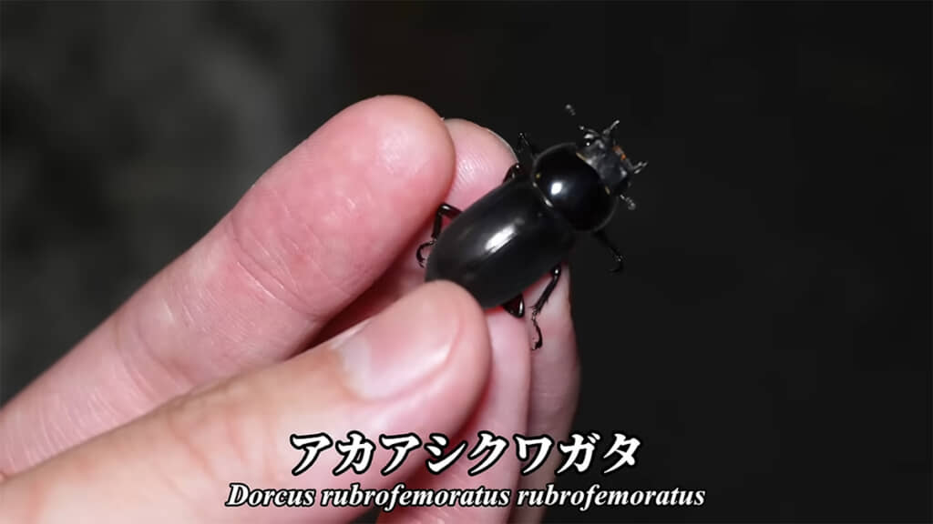 アカアシクワガタを発見
