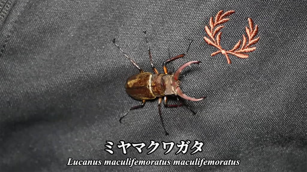 ミヤマクワガタも次々と姿を現します