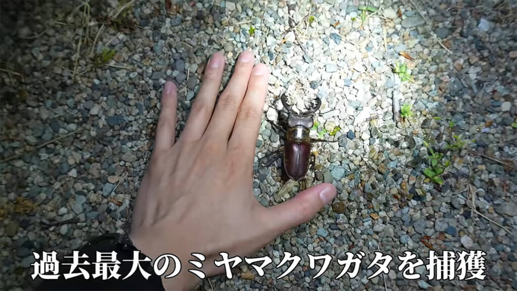 過去最大級のミヤマクワガタでした