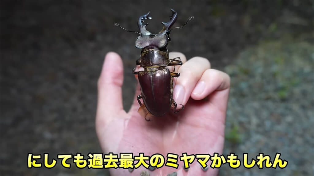 手に乗せると、かなり大きい個体であることが伝わってきます
