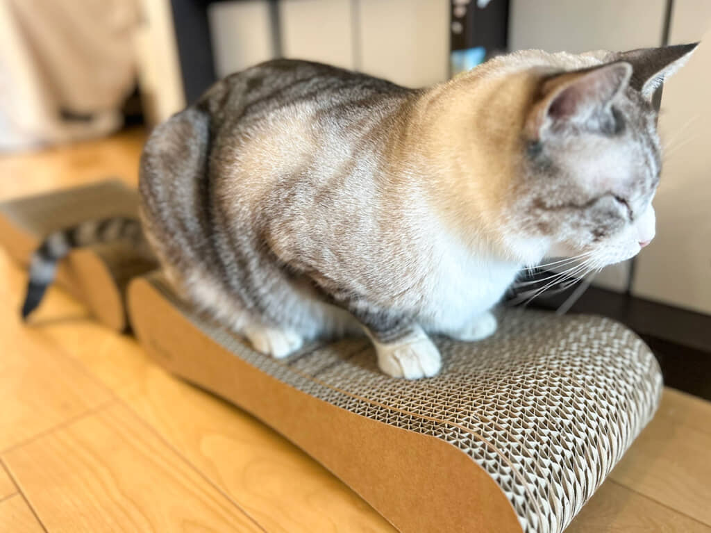 乗っている手前がBタイプ、奥がAタイプです。カーブが心地いいのか、たびたび2匹の休憩所になっています（編集部撮影）