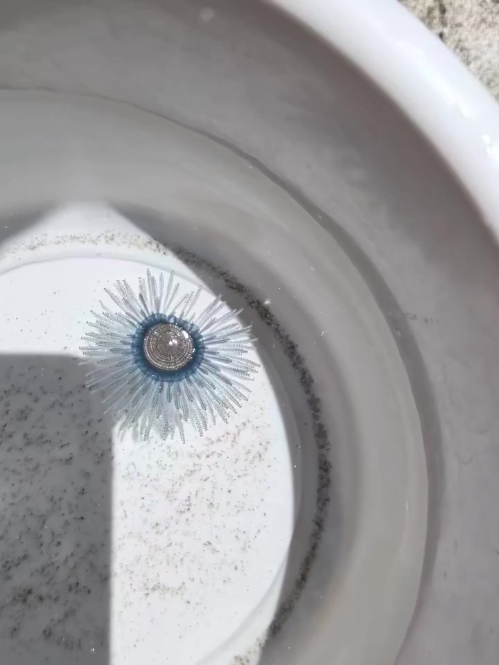 花のように見えてしまうのも納得の美しさ