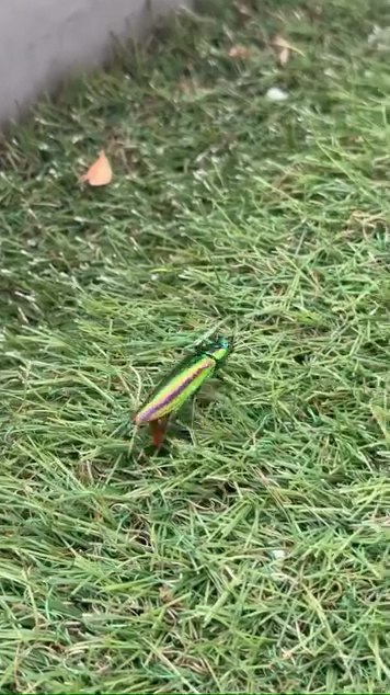 光沢が美しいタマムシ