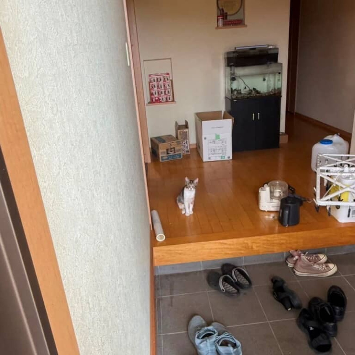 「この酷暑のなか、猫がいない！」必死に探し回ったら……飼い主白目の光景が58万表示「にゃーくらい言えっ‼www」（1/3） | 猫 ねとらぼ