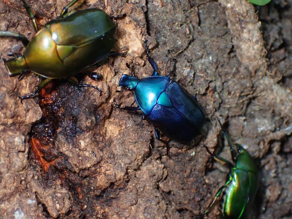 足先まで青いカナブン