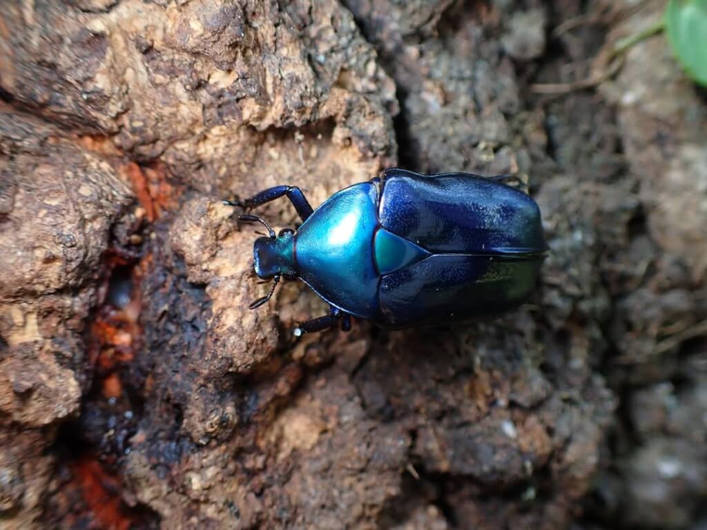 光沢があって輝いて見える青いカナブン
