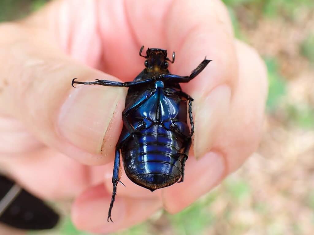 体の裏側もしっかりブルーな「青カナブン」