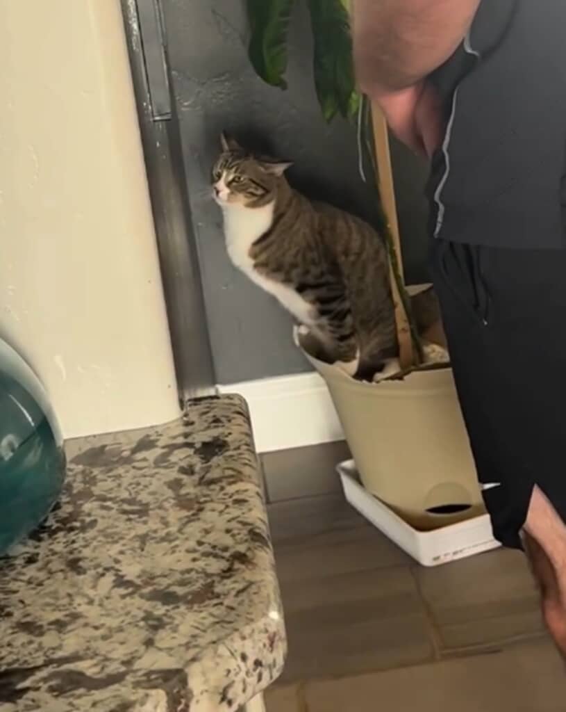 猫は鉢をトイレにしていたようです