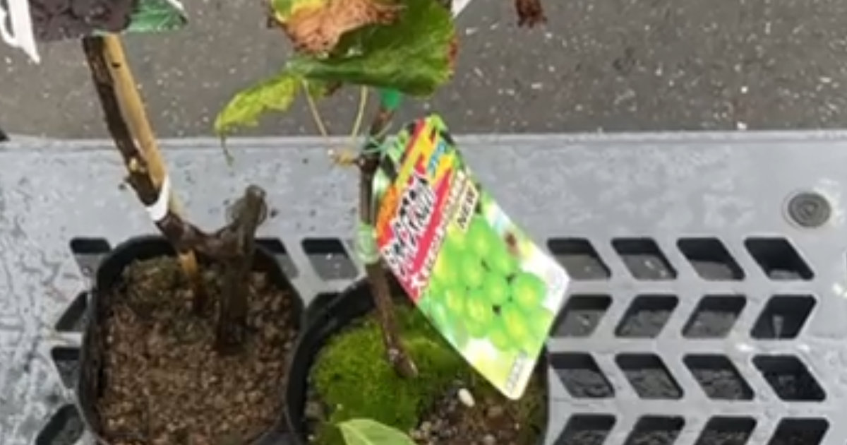 シャインマスカットの苗を購入→庭で4年間育て続けたら…… ダイソー商品を活用した“驚きの光景”に「すごい」「作ってみたい」(1/2) | IT・科学 ねとらぼ