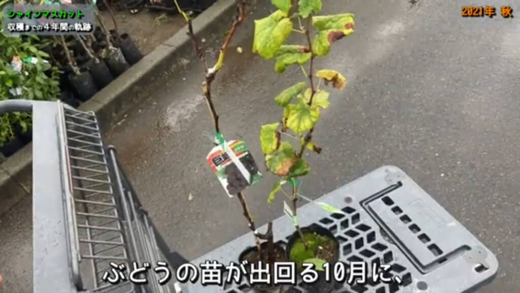 2021年秋に購入したシャインマスカットの苗(巨峰の苗も購入しています※画像左)