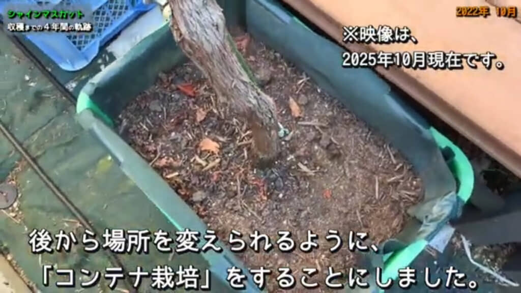葉がすべて落葉したタイミングでコンテナに植え替え(※画像は2025年10月時点の様子)
