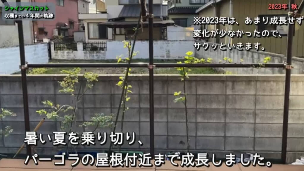 2023年はゆっくり成長していたシャインマスカットでしたが……