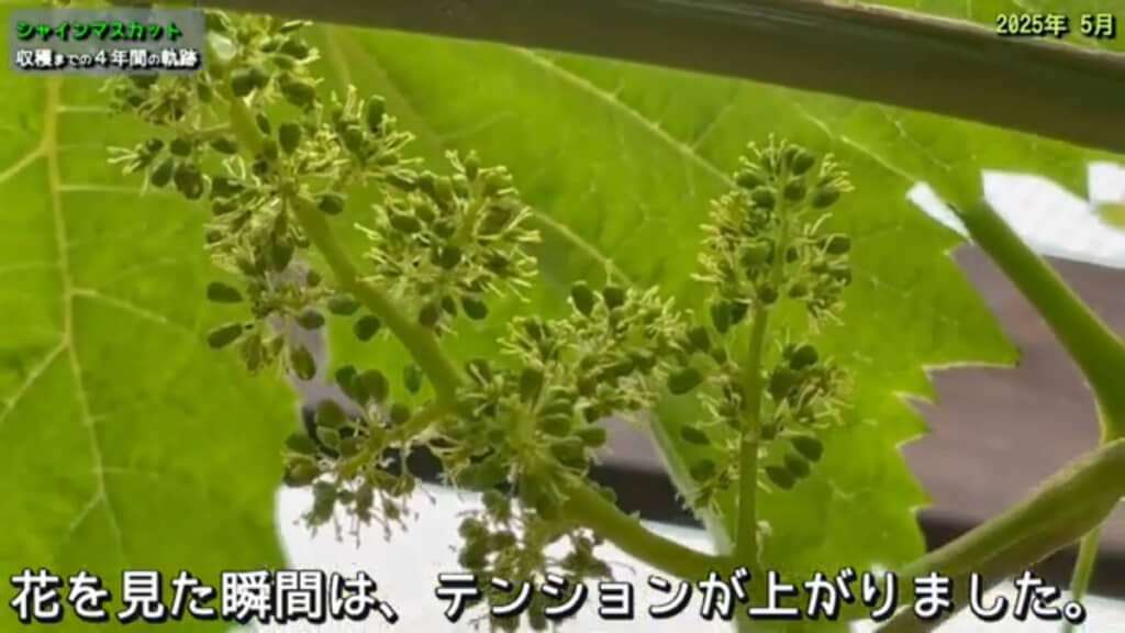 2024年5月にシャインマスカットの花が咲いているのを確認