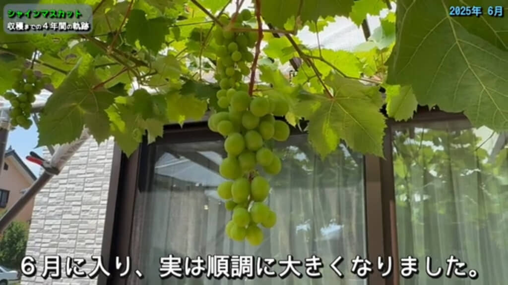 2025年6月には実が大きくなった様子が