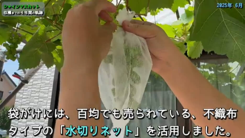 本格的な夏がくる前に袋がけを実施