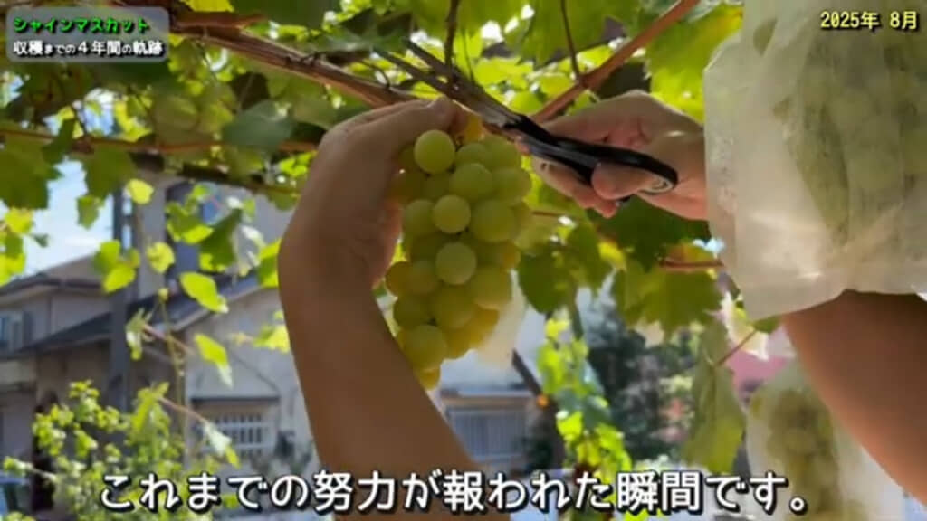 2025年8月に無事収穫できました