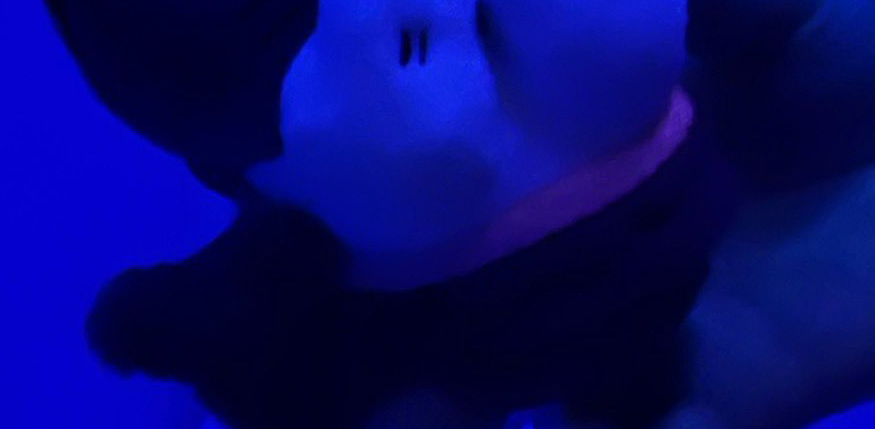 水族館の深海コーナーでぬい撮り