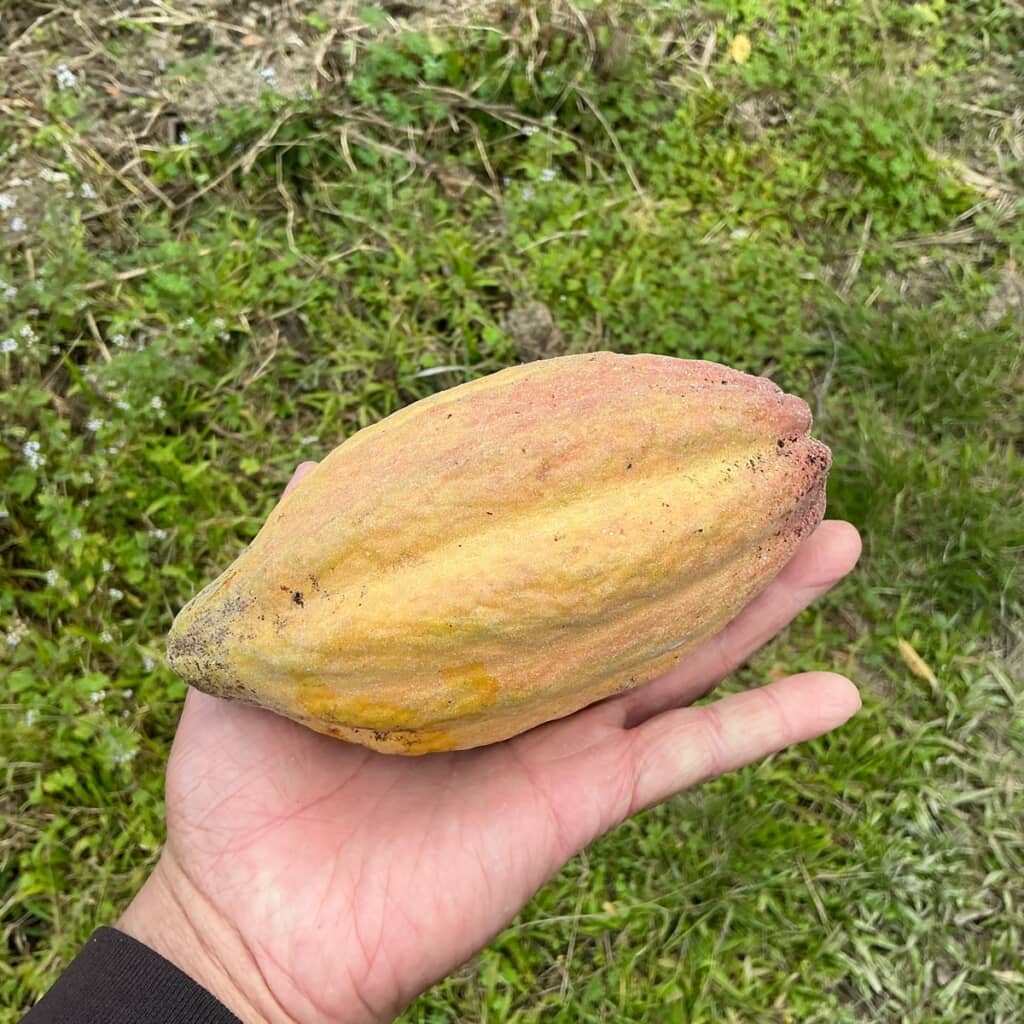 収穫したカカオの実