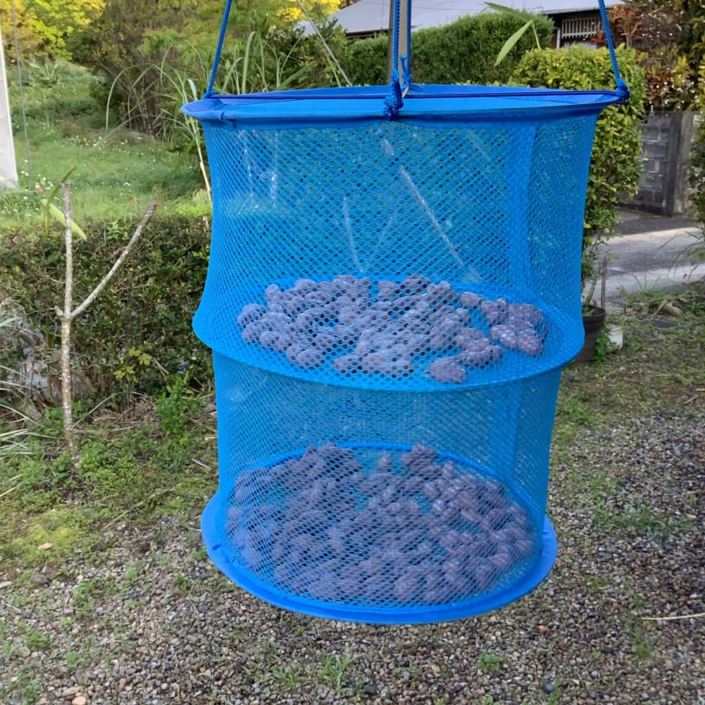 カカオ豆を乾燥しているところ