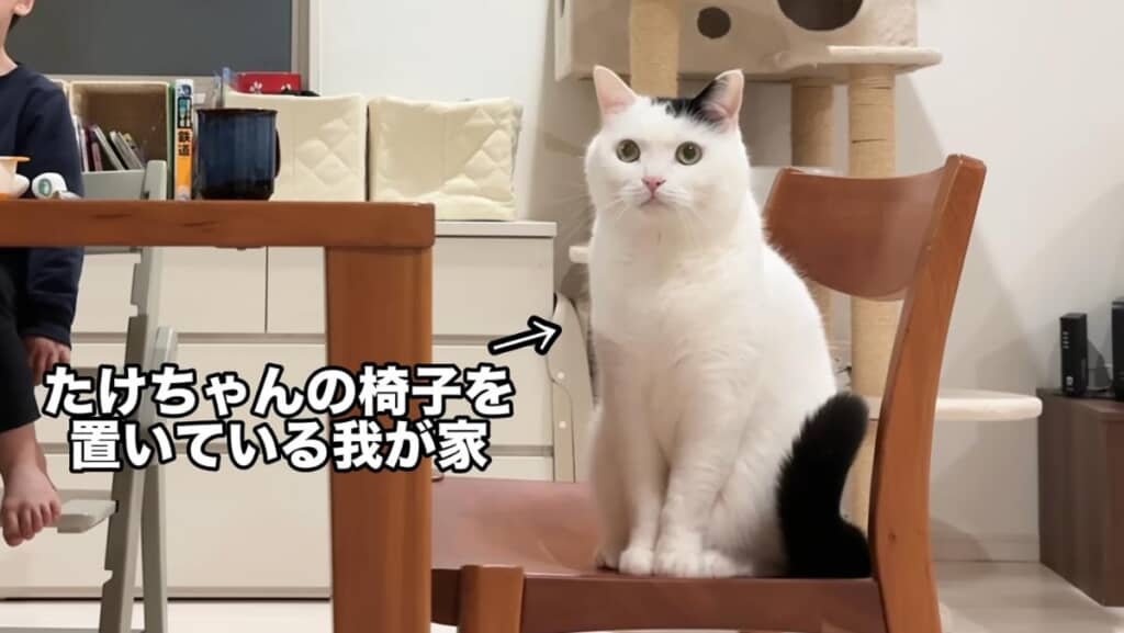 猫専用のイスをゲット