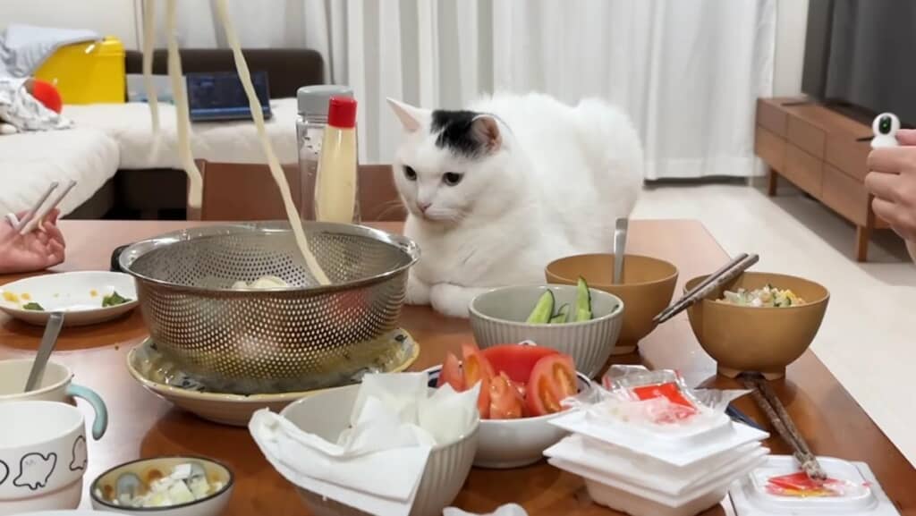 食卓に居座りますが、人の食べ物には手を出しません