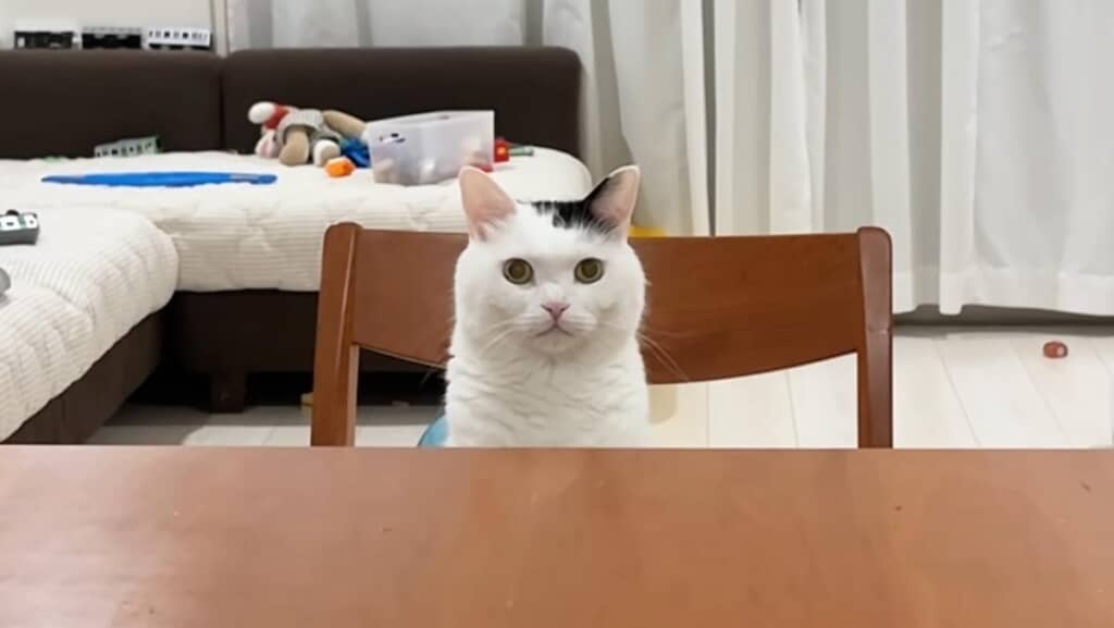 猫専用イスはセーフティーゾーンでもあります