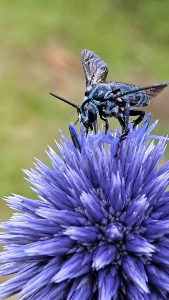 ヒゴタイの花にとまっているルリモンハナバチ
