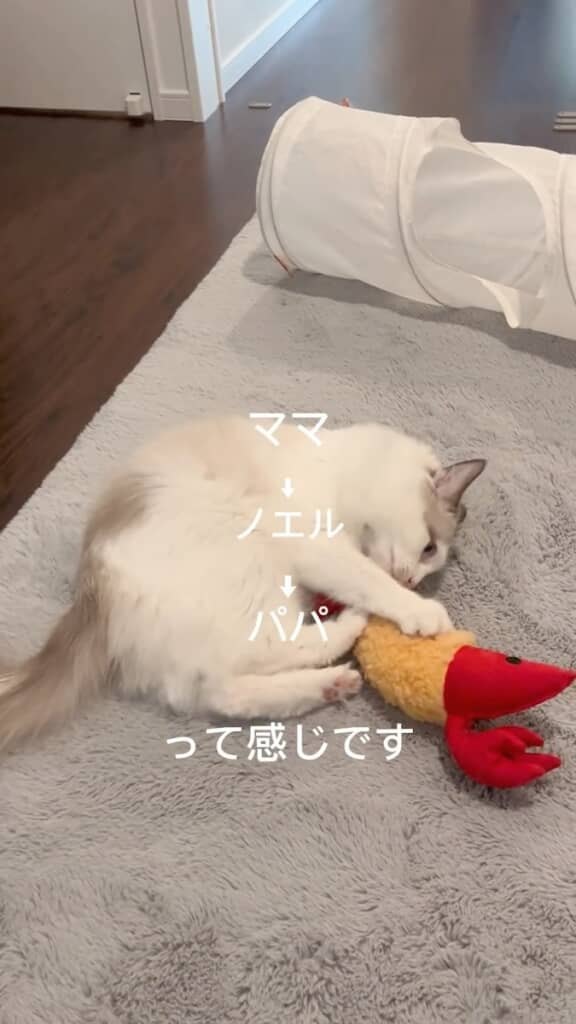 ママとパパで態度が変わるというノエルくん
