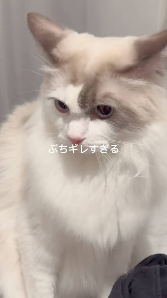 パパが相手になると、なんだか不機嫌そうな表情に……