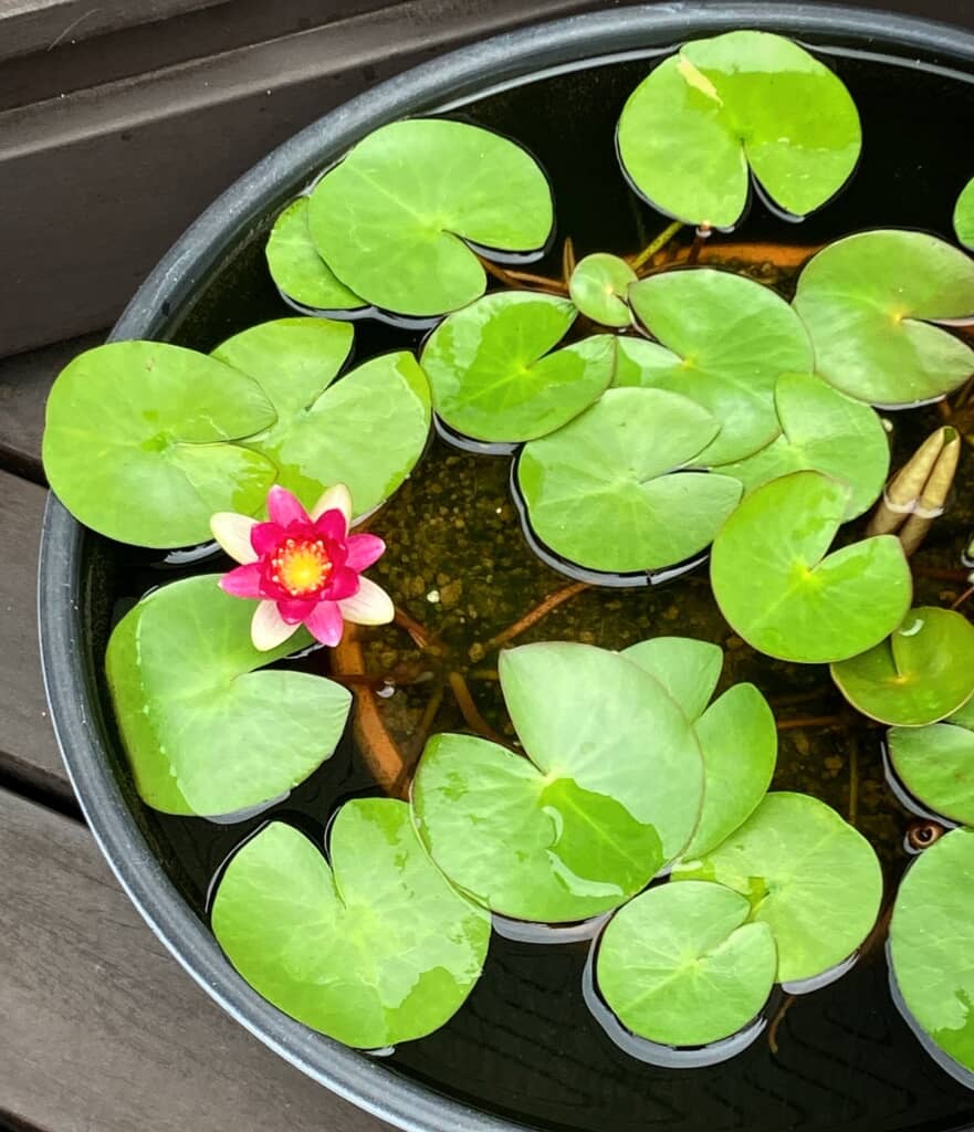 久しぶりに開花した睡蓮