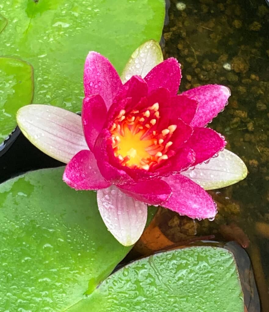 白とピンクの花びらを持つ睡蓮