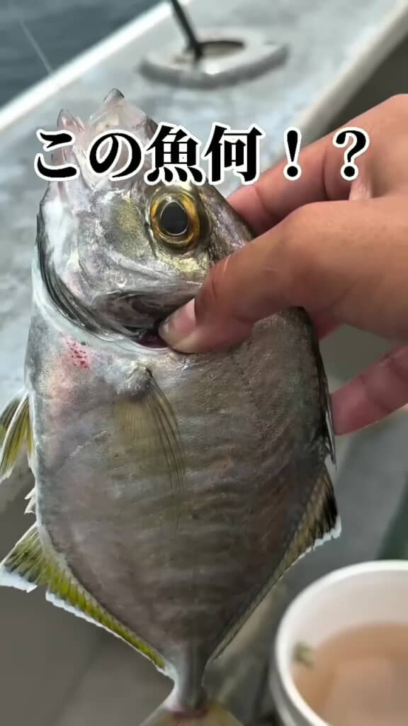 釣り上げたカイワリを真横から捉えた映像