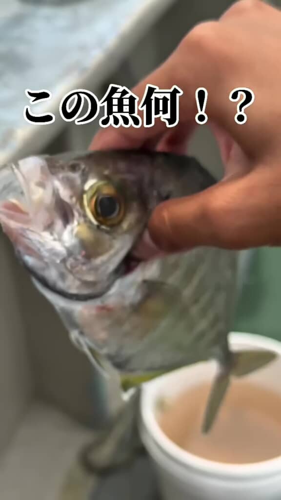 正面が見えるようにカメラの前でカイワリを動かす