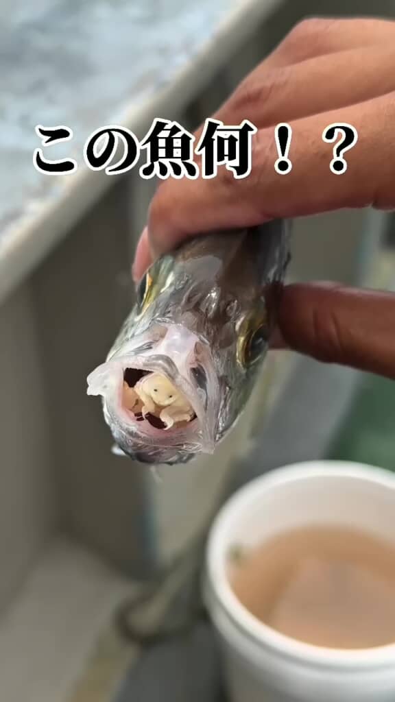 カイワリの口内に隠れていた虫らしき生物