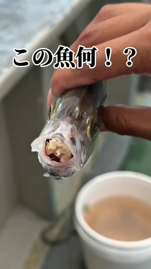 体をヒョコヒョコと動かすウオノエらしき生物