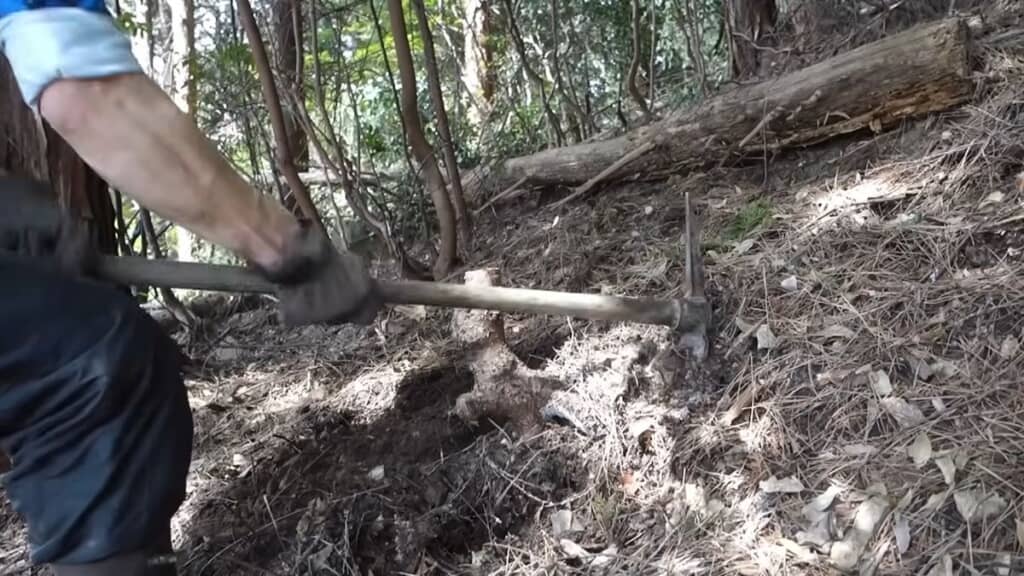 山の斜面に生えているヤマザクラを採取