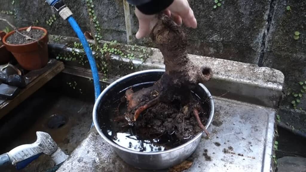 水にひたして根鉢に吸水させる