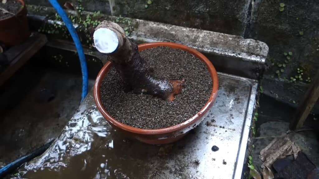 鉢に植えてたっぷり水を吸わせたヤマザクラ